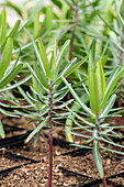 Euphorbia lathyris