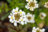 Iberis sempervirens 'Snowflake'