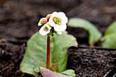 Bergenia 'Jelle'