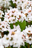 Bergenia cordifolia 'Snow Crystal'