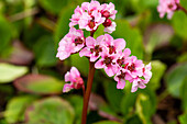 Bergenia cordifolia 'Harzkristall'