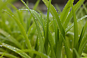 Hemerocallis fulva