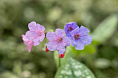 Pulmonaria saccharata 'Mrs Moon'