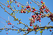 Malus