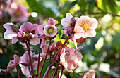 Helleborus Hybride 'HGC® Pink Frost'