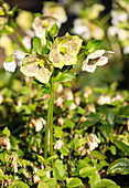 Helleborus Hybride 'HGC® SP Sophie'