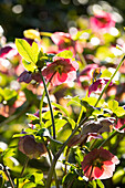 Helleborus Hybride ,Spring Promise Bridget'