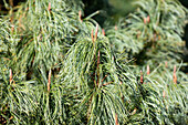 Pinus x schwerinii 'Barmstedt'