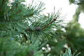 Pinus sylvestris 'Aurea Nisbeth'