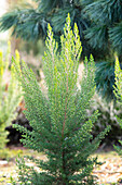 Erica x veitchii 'Gold Tips'