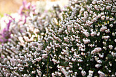 Erica darleyensis 'Silberschmelze'