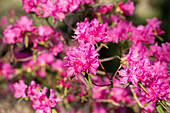 Rhododendron dauricum 'Boskoop Ostara'