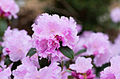 Rhododendron 'Perla Rosa'