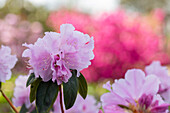 Rhododendron 'Perla Rosa'