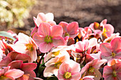 Helleborus Hybride 'HGC® Pink Frost'