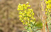 Euphorbia characias var. wulfenii