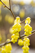 Corylopsis sinensis