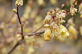 Corylopsis pauciflora