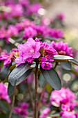 Rhododendron carolinianum