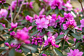 Rhododendron carolinianum