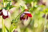 Helleborus orientalis-Hybride Spring Surprise Rachel