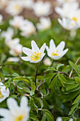 Anemone nemorosa