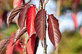 Prunus serrulata 'Royal Burgundy'®