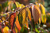 Viburnum plicatum 'Mariesii'