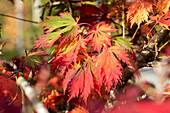 Acer japonicum 'Aconitifolium'