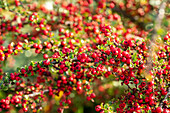 Cotoneaster horizontalis