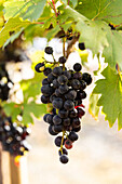 Vitis vinifera