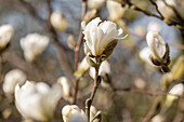 Magnolia stellata