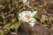 Magnolia stellata