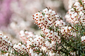 Erica darleyensis 'Silberschmelze'