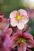 Helleborus Hybride 'HGC® Pink Frost'