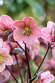 Helleborus Hybride 'HGC® Pink Frost'