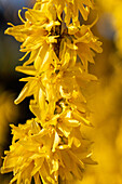 Forsythia x intermedia