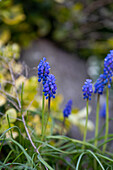 Muscari, blau