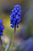 Muscari, blau