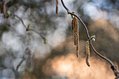 Corylus avellana 'Contorta'