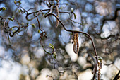 Corylus avellana 'Contorta'