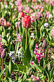 Tulipa, red