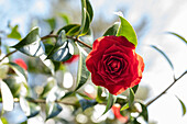 Camellia, red