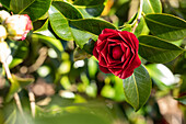 Camellia, red