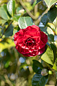 Camellia japonica 'Coquettii'