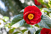 Camellia japonica 'San Dimas'