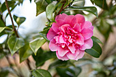 Camellia x williamsii 'Debbie'