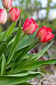 Tulipa, red