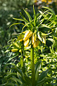 Fritillaria imperialis, yellow