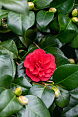 Camellia double, red